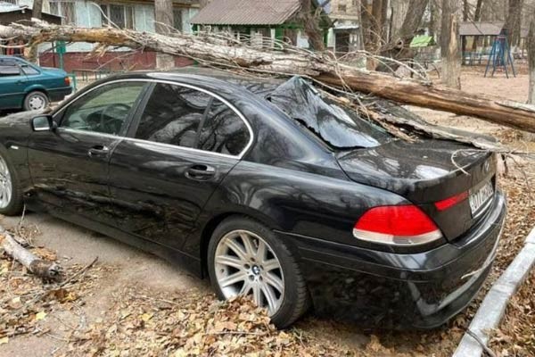 Ураган в Таразе повалил дерево на автомобиль