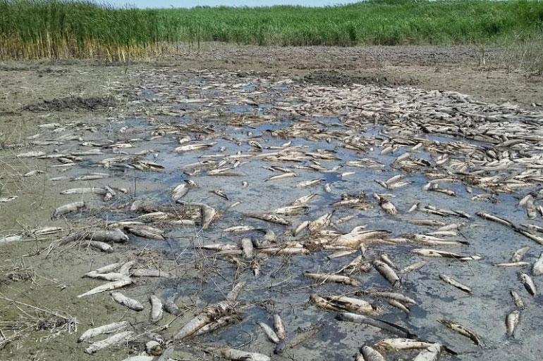 На реке Талас в Жамбылской области гибнет рыба