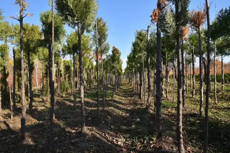 В ближайшие пять лет в Жамбылской области планируется высадить 140 млн деревьев