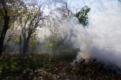 На запах гари в Таразе жалуются жители Химпосёлка