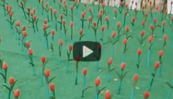 Искусственные тюльпаны появились в Таразе после скандала в Актау