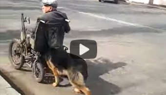 Немецкая овчарка Магнус толкает инвалида-колясочника