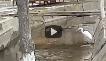Белую цаплю сняли на видео на улице в Таразе